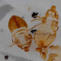 molted bed bug