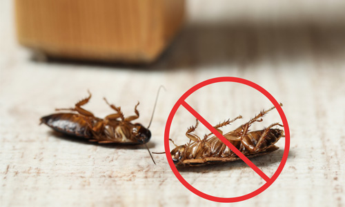 Cockroach-Prevention-Tips-