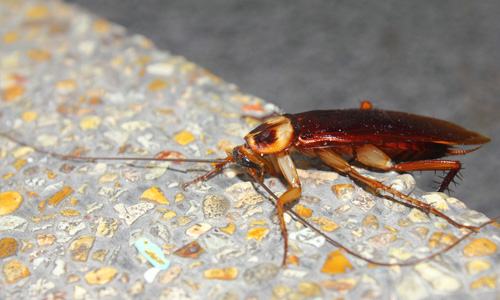 Cockroach-behavior-