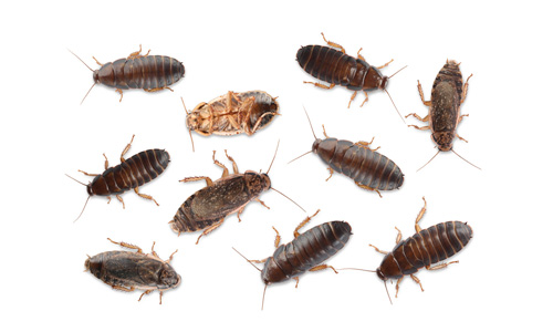 Different-Species-of-Cockroaches-