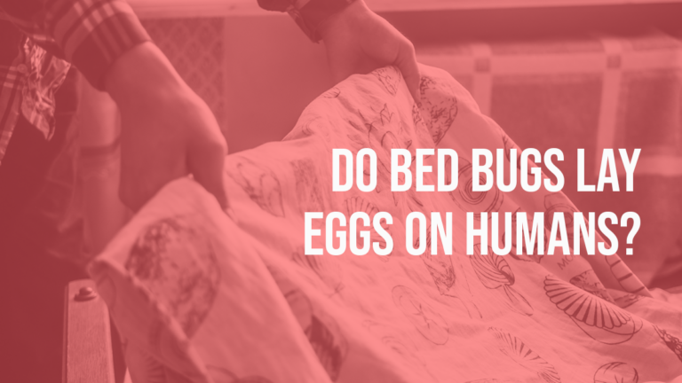 Do Bed Bugs Lay Eggs on Humans?