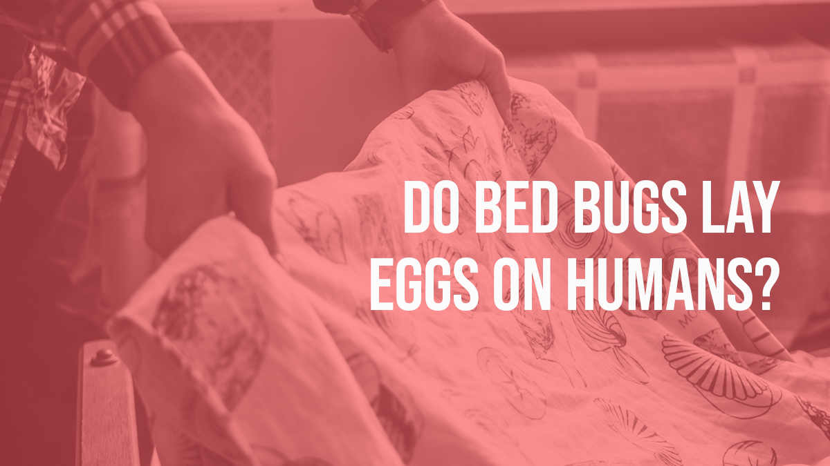 Do-bed-bugs-lay-eggs-on-humans