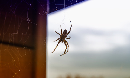 Helpful-Tips-at-Home-to-Avoid-Spiders-