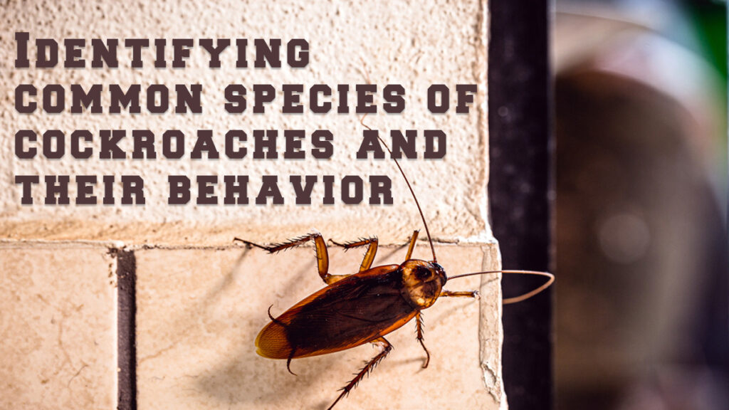 Identifying-common-species-of-cockroaches-and-their-behavior-