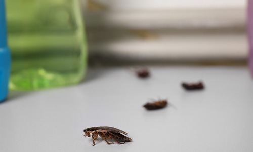 Knowing-Your-Cockroaches-