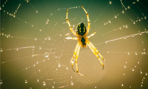 Natural-and-Home-Remedies-for-Spider-Pest-Control-in-Oklahoma