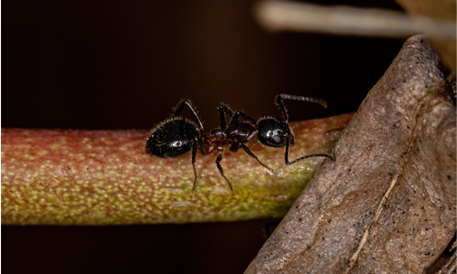 Odorous-House-Ants-