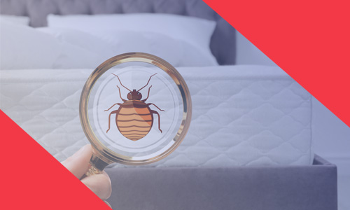 Pest-Control-Methods-for-Bed-Bugs