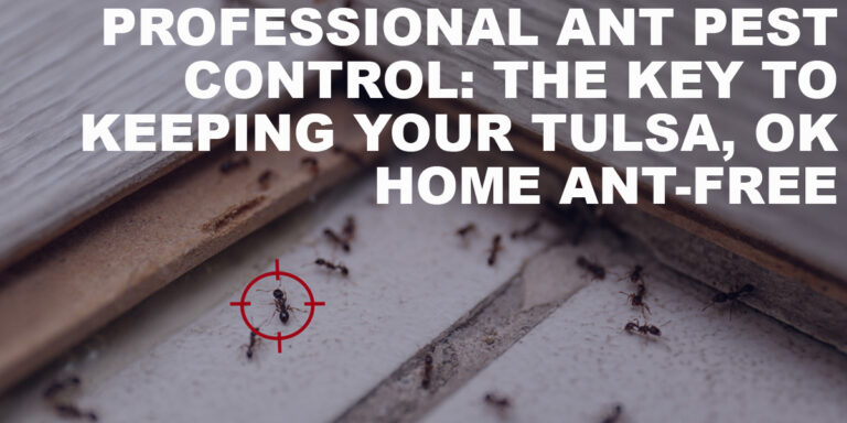 Professional Ant Pest Control: The Key to Keeping Your Tulsa, OK Home Ant-Free