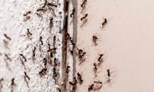 Signs-of-Ant-Infestation