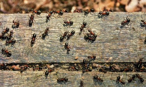 Take-Action-Against-Ants-
