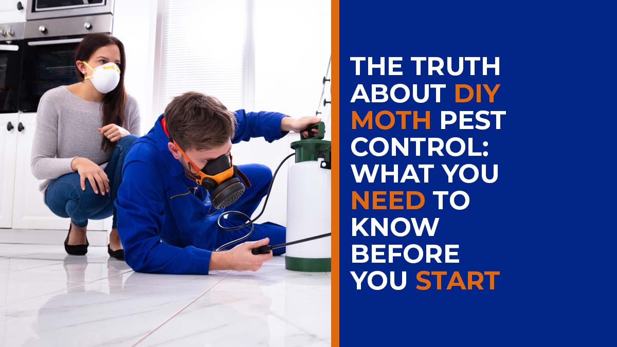 The-Truth-About-DIY-Moth-Pest-Control-What-You-Need-to-Know-Before-You-Start-