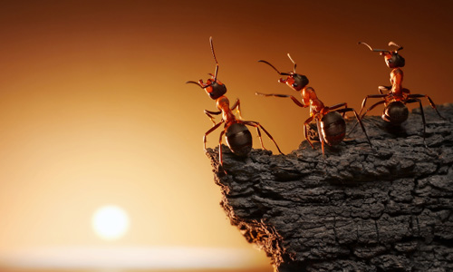 Types-of-ants-in-Tulsa-OK