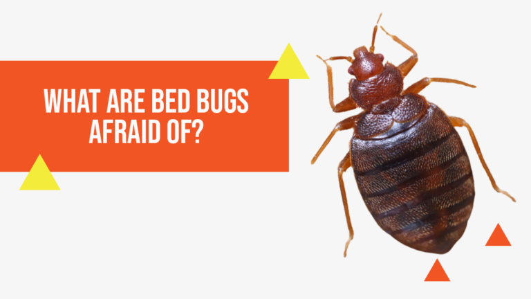 What Are Bed Bugs Afraid Of?