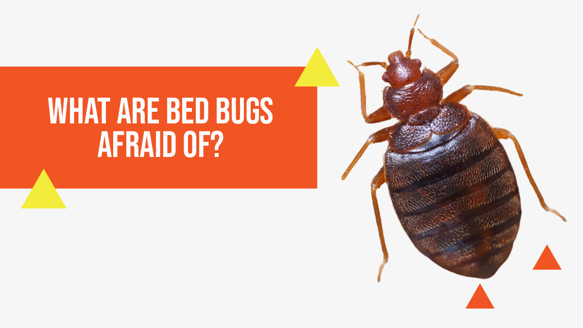 What-are-bed-bugs-afraid-of
