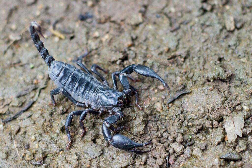 scorpionblack