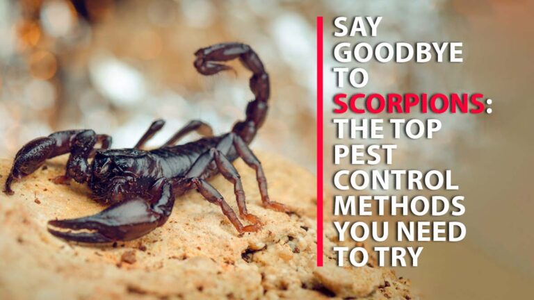 Say Goodbye to Scorpions: The Top Pest Control Methods You Need to Try