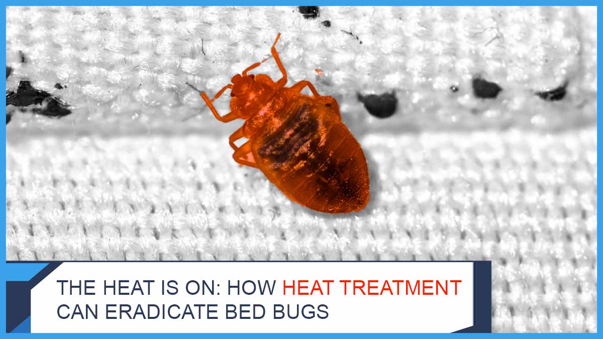 The Heat is On How Heat Treatment Can Eradicate Bed Bugs