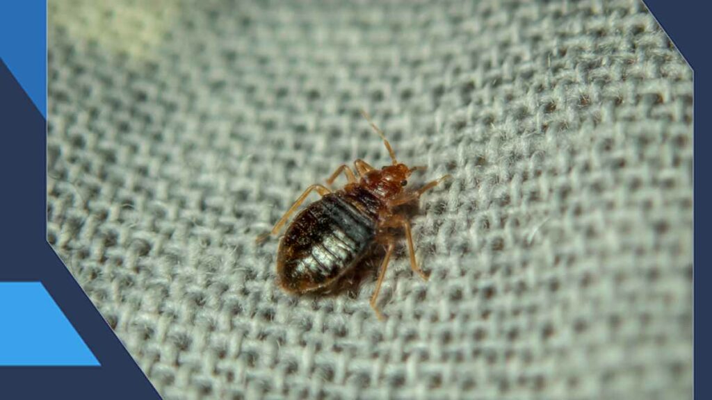 What Do You Need to Know About Bed Bugs?