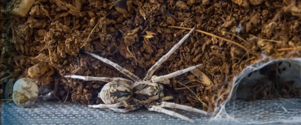 Arachnid Inhabitants Unveiled