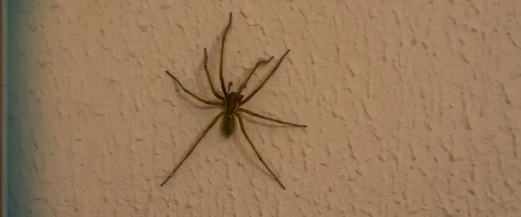 Common Spiders in Home and Building