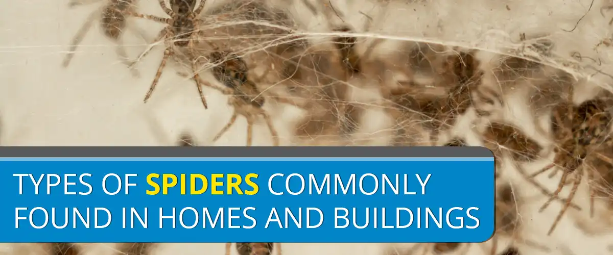 Types of Spiders Commonly Found in Homes and Buildings