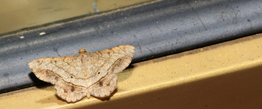 Safe and Sustainable Moth Control Strategies