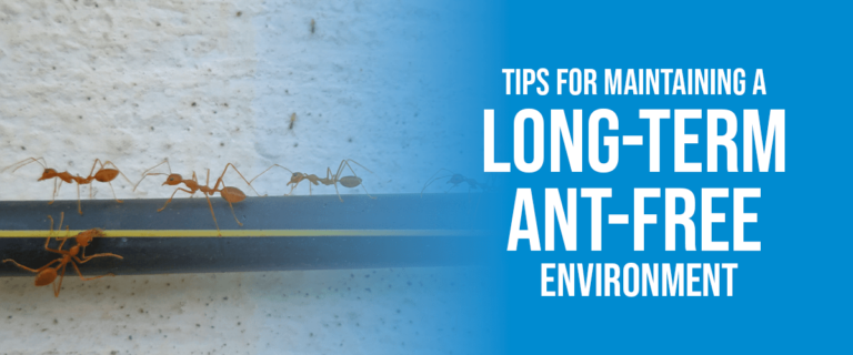 Tips for Maintaining a Long-Term Ant-Free Environment