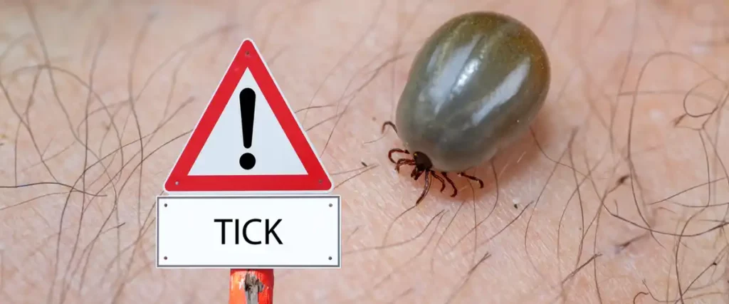 Taking Action Against Ticks!