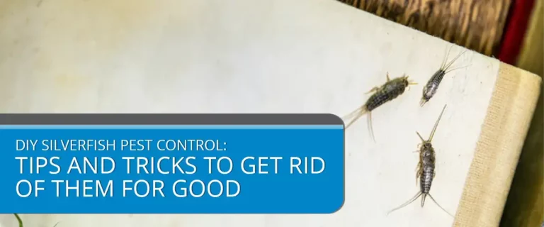 DIY Silverfish Pest Control: Tips and Tricks to Get Rid of Them for Good