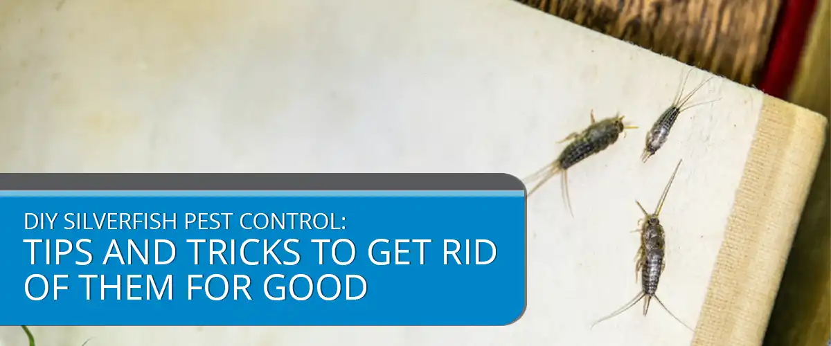 DIY Silverfish Pest Control Tips and Tricks to Get Rid of Them for Good