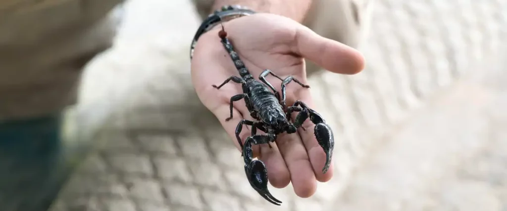 Understanding Scorpion Bites and Stings