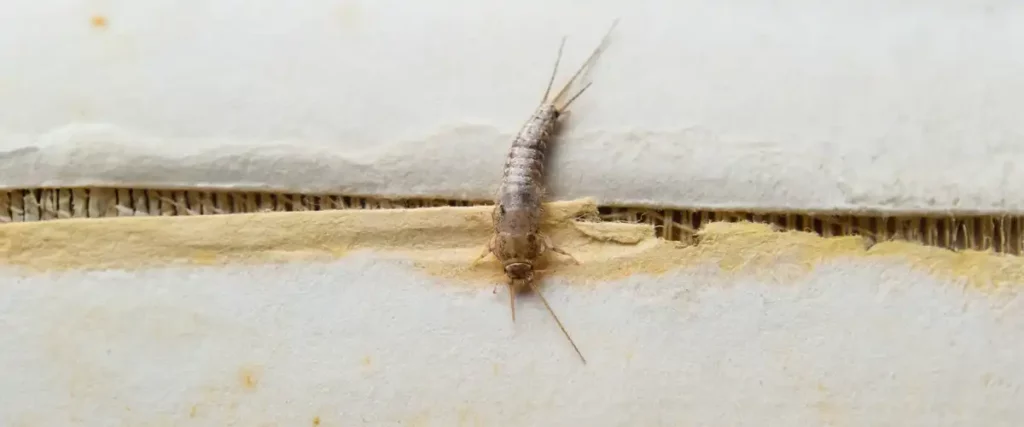 Understanding Silverfish and Their Habits
