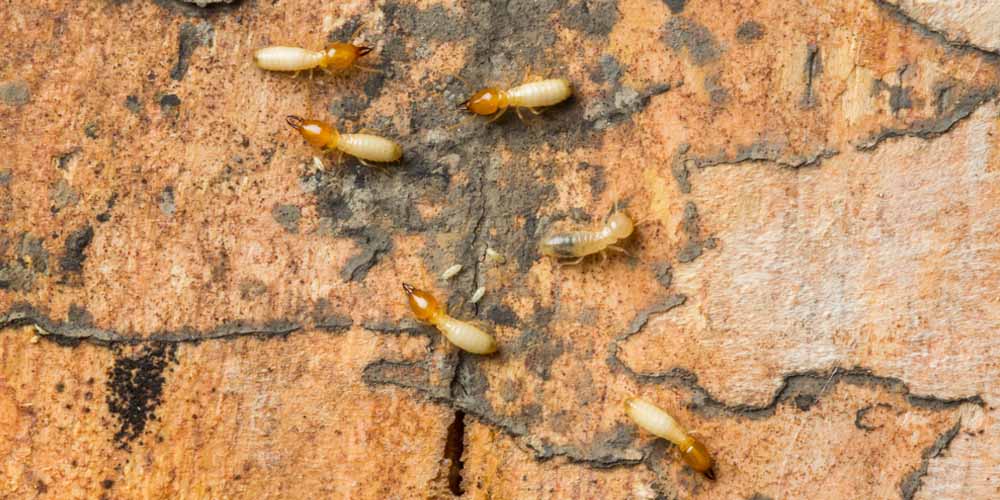 Benefits of Termite Heat Treatment