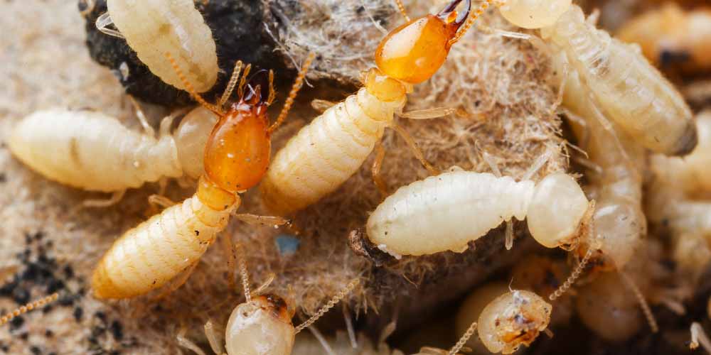 DIY vs. Professional Termite Treatment