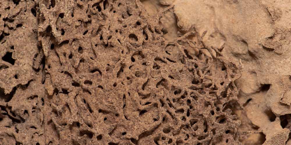 The Evolution of Termite Treatment