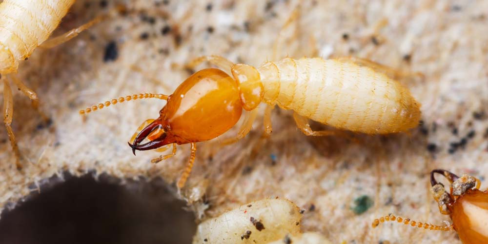 The Menace of Termite Infestations