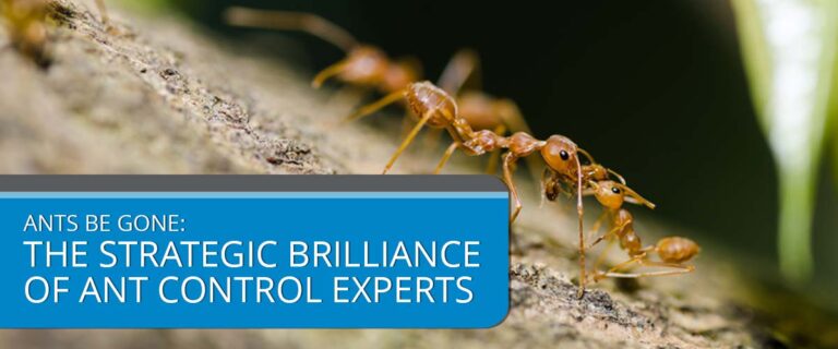 Ants Be Gone: The Strategic Brilliance of Ant Control Experts