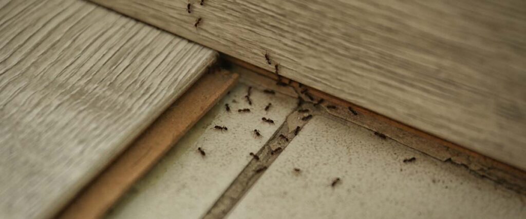Ant Control - Expert Ant Tactics Revealed