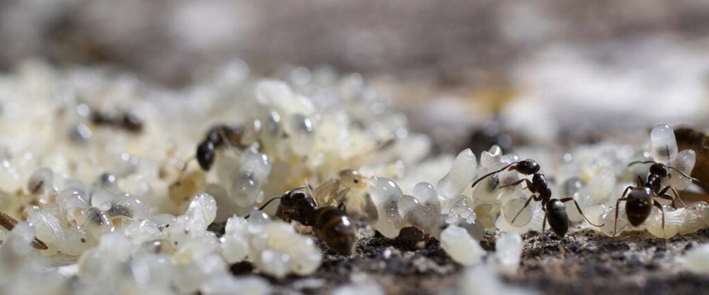 Ant Control - Outsmarting Nature's Architects