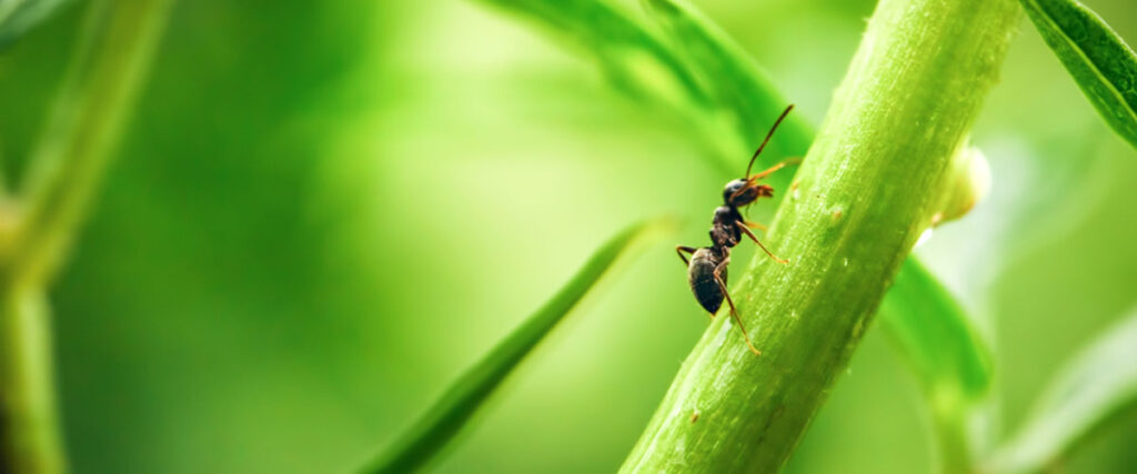 The Science Behind Ant Control