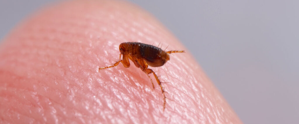 Flea Treatment - Understanding Fleas