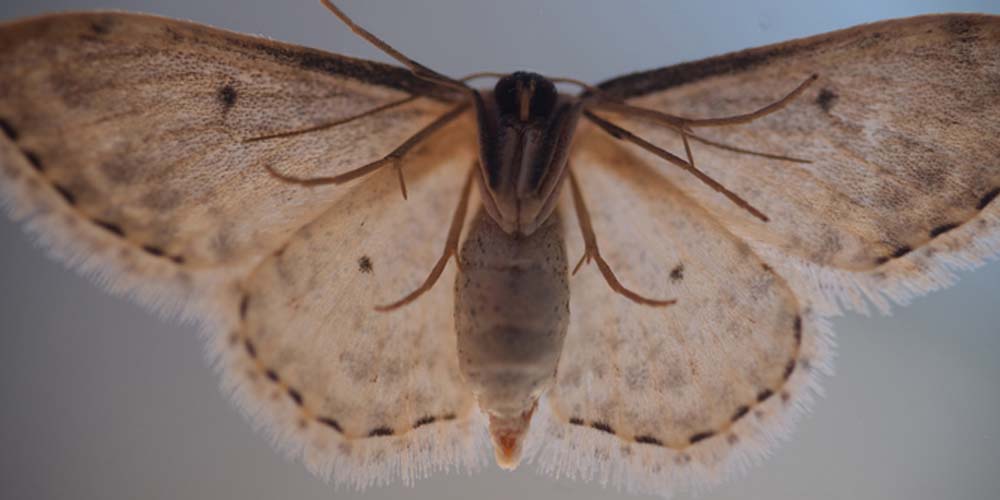 Safety and Effectiveness in Moth Extermination