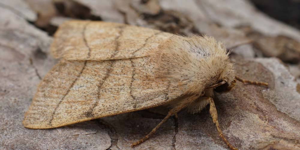 Understanding Moth Infestations