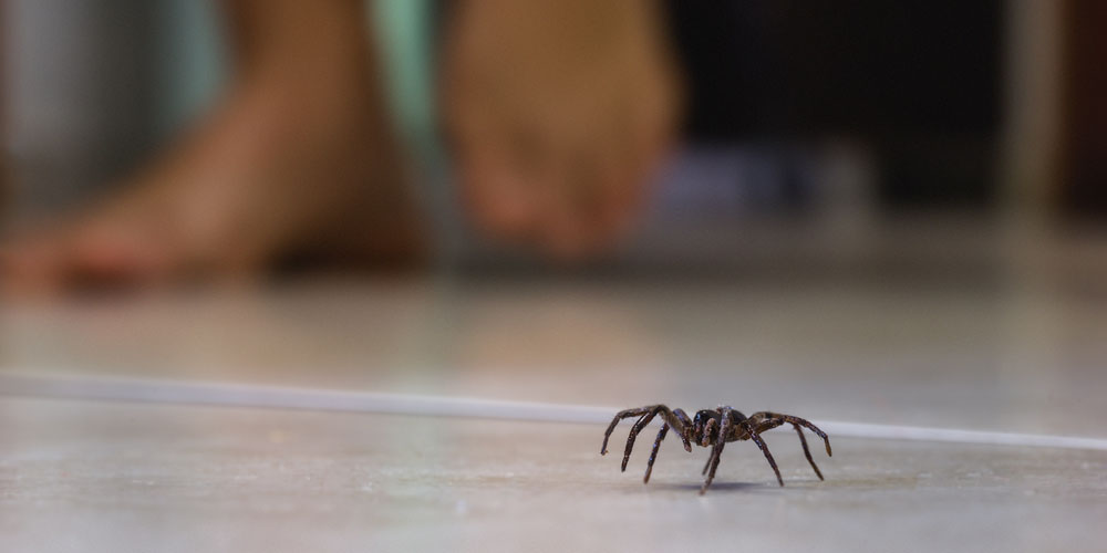 Understanding Spider Behavior