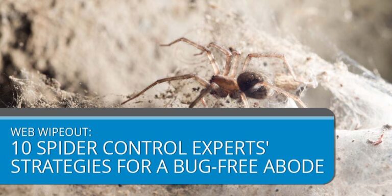 Web Wipeout: 10 Spider Control Experts Strategies for a Bug-Free Abode