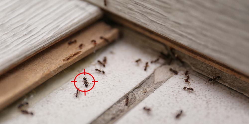 Building a Long-Term Defense to an Ant-Free Home