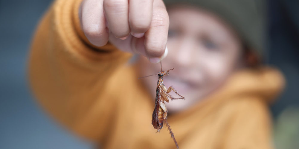 Cockroach Biology and Behavior