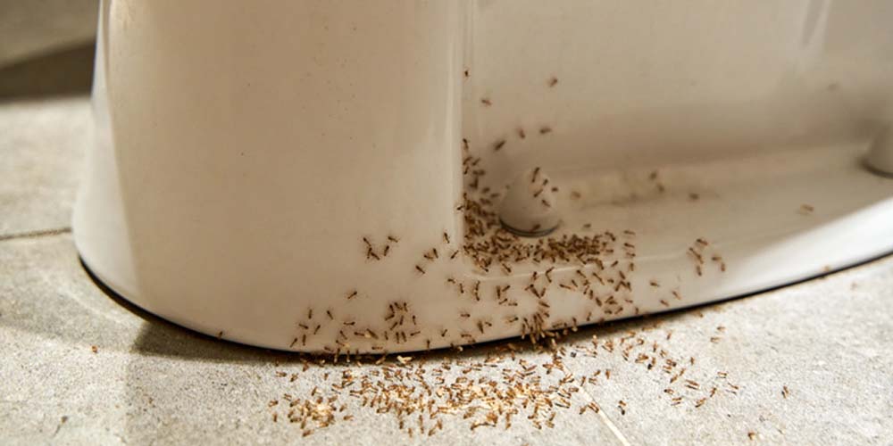 DIY Solutions for Early Ant Control