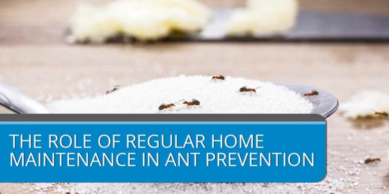 The Role of Regular Home Maintenance in Ant Prevention